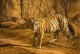 Majestic Gaze: A Portrait Of The Wild Tiger (ART-16907-111880) - Handpainted Art Painting - 36in X 25in