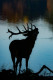 The Wild (PRT-16612-112927) - Canvas Art Print - 20in X 30in
