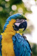 Mavaw Parot (PRT-16612-113035) - Canvas Art Print - 20in X 30in