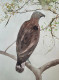 Bird 15 (ART-8841-113149) - Handpainted Art Painting - 8in X 11in