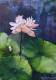 Blooming Serenity (ART-7389-113204) - Handpainted Art Painting - 9in X 13in