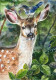 A Bird Resting On A Deer's Head (ART-17214-113266) - Handpainted Art Painting - 22in X 30in