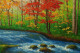 A Peaceful River Through Fiery Leaves (PRT-15697-113623) - Canvas Art Print - 60in X 40in