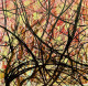 Intertwined Relationships (PRT-8841-113832) - Canvas Art Print - 24in X 24in