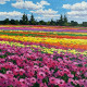 Striped Floral Vista (PRT-15697-113915) - Canvas Art Print - 36in X 36in