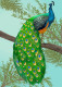 Peacock (PRT-7809-114149) - Canvas Art Print - 13in X 18in