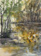 Reflections Of Foliage (PRT-8841-114286) - Canvas Art Print - 22in X 30in