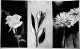 "Floral Whispers In Monochrome" (ART-16633-114724) - Handpainted Art Painting - 22in X 15in