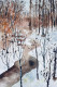 Pathway In Snowy Forest (PRT-8841-114764) - Canvas Art Print - 20in X 30in