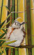 Golden Crowned Birdie (ART-15910-114904) - Handpainted Art Painting - 8in X 11in