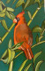 Orange Bird (ART-15910-114905) - Handpainted Art Painting - 8in X 11in