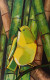Yellow Bird Against Bamboo (ART-15910-114913) - Handpainted Art Painting - 8in X 11in