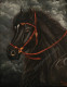 “Majestic Black Horse Portrait With Red Harness Painting” (ART-8067-115013) - Handpainted Art Painting - 16in X 20in