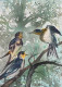Bird 19 (ART-8841-115250) - Handpainted Art Painting - 8in X 11in