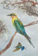 Bird 27 (ART-8841-115538) - Handpainted Art Painting - 8in X 11in