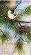 Sparrow Resting On The Branch Of Pine Tree (ART-17638-115577) - Handpainted Art Painting - 9in X 15in