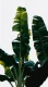 Tropical Whispers (PRT-17657-115605) - Canvas Art Print - 20in X 36in