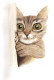 Cat Filled With Curiosity (PRT-15368-115624) - Canvas Art Print - 24in X 36in
