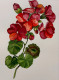 Red Geranium Watercolour Flower (ART-2399-115832) - Handpainted Art Painting - 8in X 12in