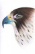 Power Of Eagle (PRT-15368-115898) - Canvas Art Print - 15in X 24in