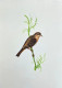 Bird Painting (ART-6706-115976) - Handpainted Art Painting - 12in X 15in