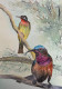 Bird 33 (ART-8841-116003) - Handpainted Art Painting - 8in X 11in
