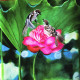 Chirping Birds (ART-17731-116050) - Handpainted Art Painting - 18in X 18in