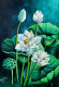 WHITE LOTUSES: BEAUTY WITH PURITY & SIMPLICITY (ART-17770-116418) - Handpainted Art Painting - 20in X 30in