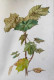 Foliage Study (ART-7901-117035) - Handpainted Art Painting - 15in X 22in