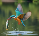 Kingfisher Painting (PRT-16612-117569) - Canvas Art Print - 24in X 24in