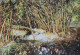 Landscape (PRT-18009-118646) - Canvas Art Print - 30in X 21in