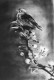 Bird (ART-18095-119552) - Handpainted Art Painting - 14in X 21in
