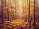 A Carpet Of Forest Light (PRT-15697-120654) - Canvas Art Print - 60in X 45in