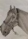 Horse (ART-16762-121701) - Handpainted Art Painting - 30in X 35in
