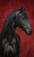 Handmade Acrylic Style Black Horse Painting - Textured Red Background Canvas Art (ART-3319-122592) - Handpainted Art Painting - 30in X 48in