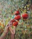 Sunlite Pomegranates (ART-6775-122800) - Handpainted Art Painting - 17in X 19in