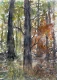 Forest Serenity (PRT-8841-123940) - Canvas Art Print - 17in X 24in