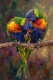 The Chromatic Embrace (PRT-15697-124518) - Canvas Art Print - 40in X 60in