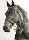 Horse (ART-19099-126596) - Handpainted Art Painting - 11in X 14in