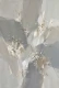 Himalayan Alpine Bloom (PRT-15697-127639) - Canvas Art Print - 40in X 60in