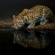 Nocturnal Reflection At The Water Edge (PRT-15697-126676) - Canvas Art Print - 60in X 60in