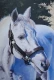 Horse (ART-329-127659) - Handpainted Art Painting - 12in X 17in