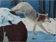 A Wolf In Snow (ART-19266-127784) - Handpainted Art Painting - 24in X 18in