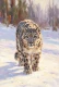 Silent Stride In Winter Light (PRT-15697-126694) - Canvas Art Print - 40in X 60in