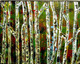 trees, birch, forest, landscape, nature, texture, green,,The Birch Trees,ART_1669_13816,Artist : Neha Jain,Acrylic