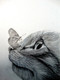 CAT, BUTTERFLY, PLAY,LIFE IS LIKE A BUTTERFLY,ART_1664_14365,Artist : SHAILEYEE  DAS,Pencil