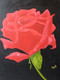 Red Rose, floral, flora, oil painting, canvas, wallart, nature, red, black, dipali deshpande, fizdi,Red Rose size:,ART_259_6408,Artist : Dipali Deshpande,Oil