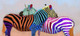 colorful zebra paintings,56Anm83,MTO_1550_15162,Artist : Community Artists Group,Mixed Media