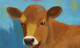 calf paintings,56Anm63,MTO_1550_15120,Artist : Community Artists Group,Mixed Media