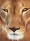 Lion paintings,56Anm30,MTO_1550_15097,Artist : Community Artists Group,Mixed Media